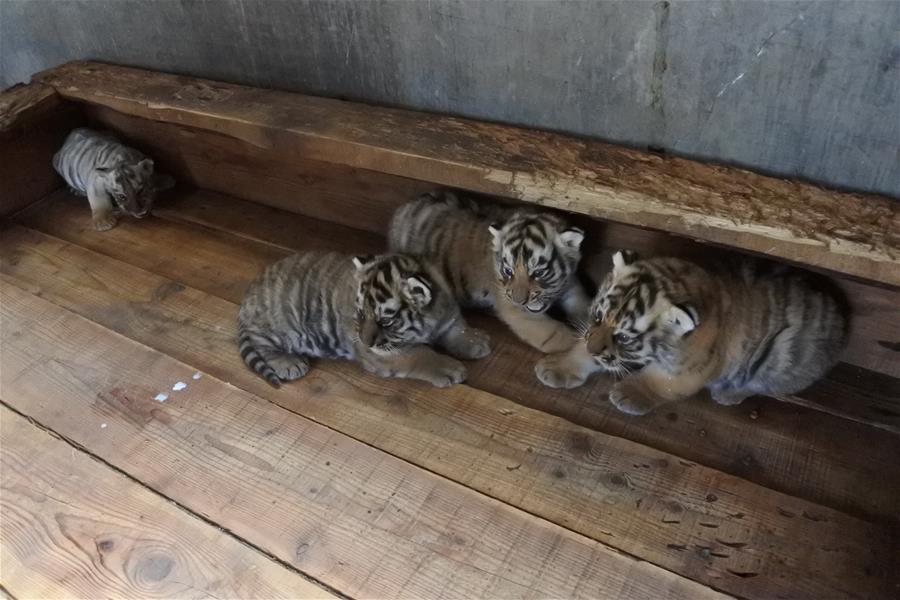 В китайском питомнике показали 20 уссурийских тигрят 3