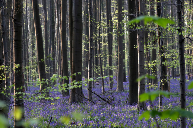 В Бельгии зацвел знаменитый Синий лес 1