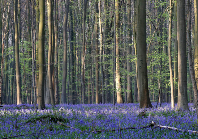 В Бельгии зацвел знаменитый Синий лес 9