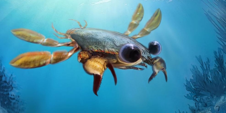 “Прекрасный кошмар”. Палеонтологи обнаружили вымерший вид крабов с большими глазами