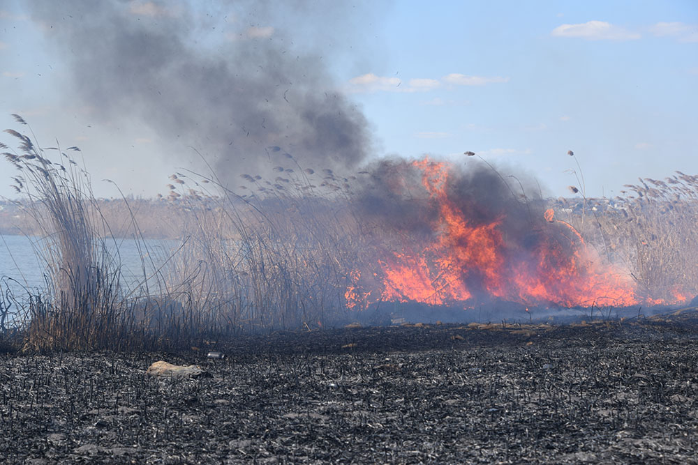 За минувшие сутки на Николаевщине из-за поджогов опять горели камыши и сухая трава 1
