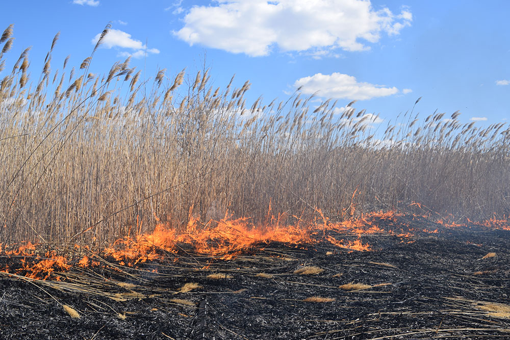 За минувшие сутки на Николаевщине из-за поджогов опять горели камыши и сухая трава 5