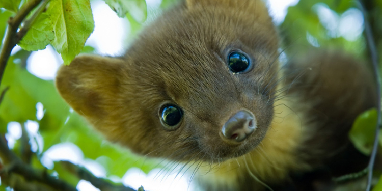 На Николаевщине от укуса бешенной куницы пострадал мужчина
