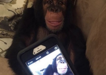 Смотрит ленту и лайкает фото других обезьян: в США шимпанзе научили пользоваться Instagram