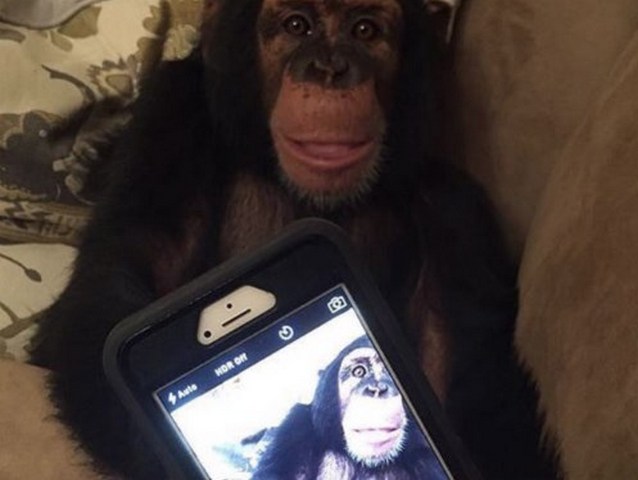 Смотрит ленту и лайкает фото других обезьян: в США шимпанзе научили пользоваться Instagram 1