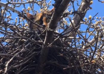 В Харькове кошка с котятами поселилась в птичьем гнезде на дереве