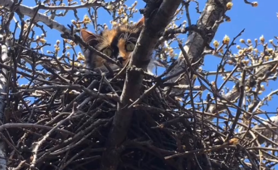 В Харькове кошка с котятами поселилась в птичьем гнезде на дереве