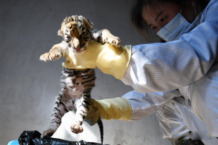 В китайском питомнике показали 20 уссурийских тигрят 7