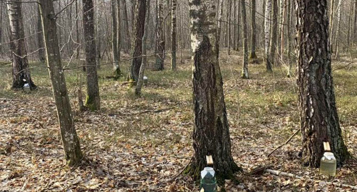 И Родина щедро. Украина напоит березовым соком не только нас, но и Израиль