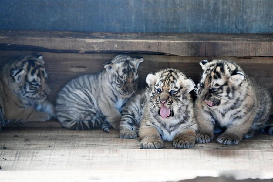 В китайском питомнике показали 20 уссурийских тигрят 9