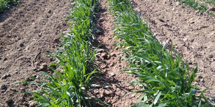 Эксперимент. Агрофьюжн высадил рассаду томатов в озимую рожь