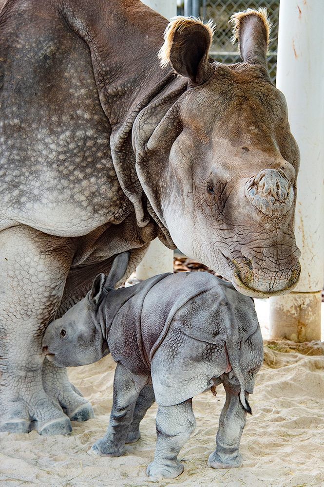 В зоопарке Майами после искусственного оплодотворения впервые в мире родился редкий носорог 3