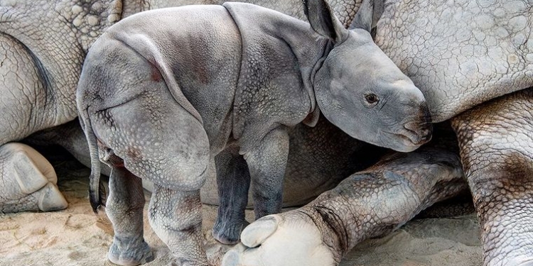 В зоопарке Майами после искусственного оплодотворения впервые в мире родился редкий носорог