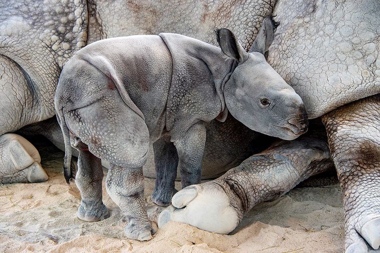 В зоопарке Майами после искусственного оплодотворения впервые в мире родился редкий носорог 5
