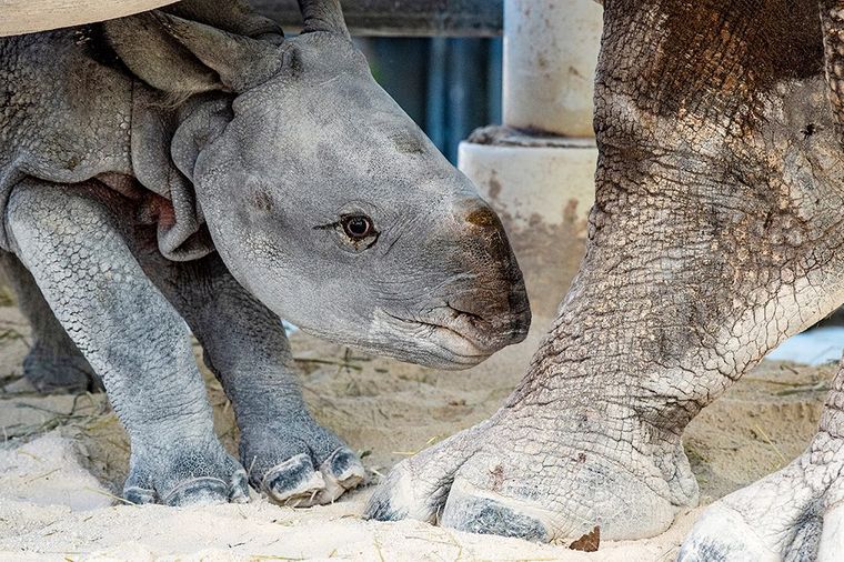 В зоопарке Майами после искусственного оплодотворения впервые в мире родился редкий носорог 7