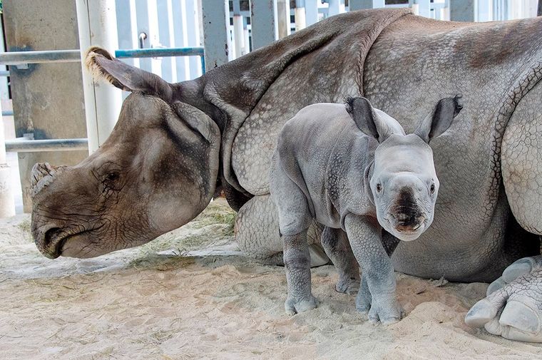 В зоопарке Майами после искусственного оплодотворения впервые в мире родился редкий носорог 1