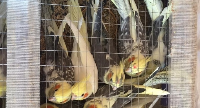 В Беларуси спрос на попугаев? Украинец нес через границу аж 150 птиц