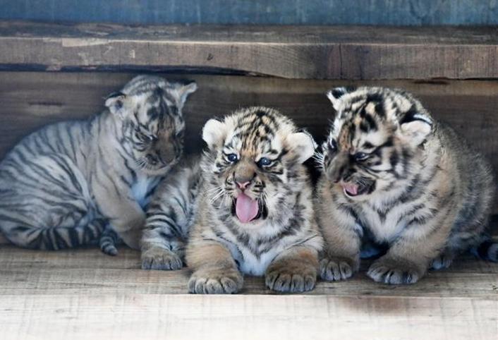 В китайском питомнике показали 20 уссурийских тигрят 11