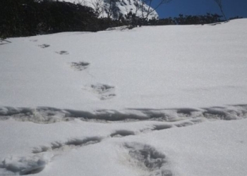 Армия Индии в своем твиттере заявила, что нашла следы снежного человека