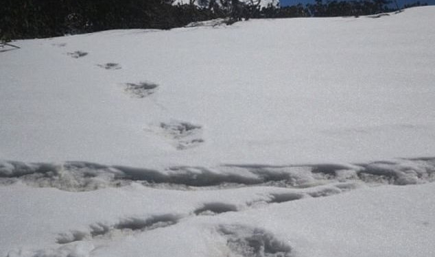 Армия Индии в своем твиттере заявила, что нашла следы снежного человека