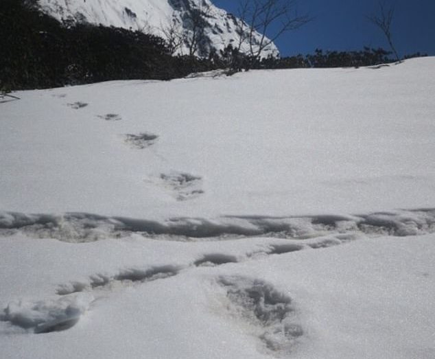 Армия Индии в своем твиттере заявила, что нашла следы снежного человека 9