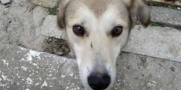 В Николаеве зоозащитники незаконно и жестоко отловили любимицу двора Белку. Жители уверены – чтобы продать собаку в Германию