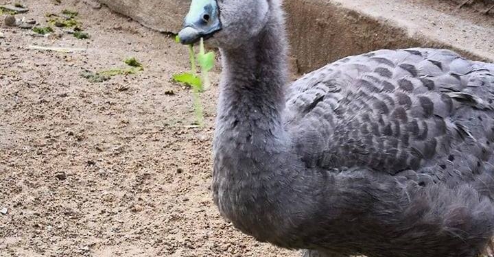 В Николаевском зоопарке впервые размножились куриные гуси