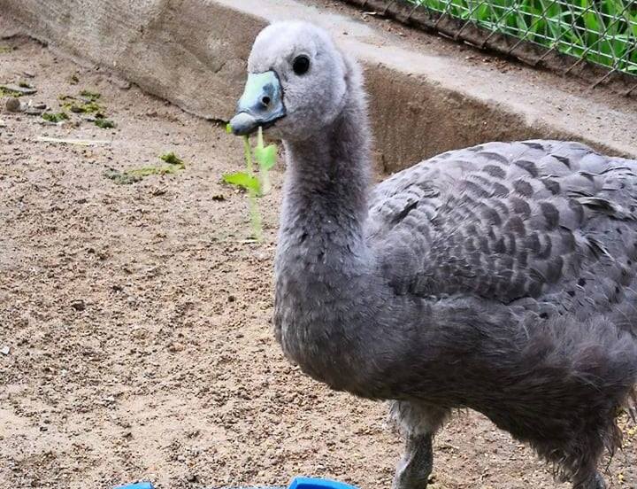 В Николаевском зоопарке впервые размножились куриные гуси 9