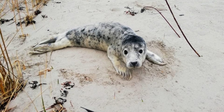В Латвии просят не ходить на пляжи: у тюленят стресс