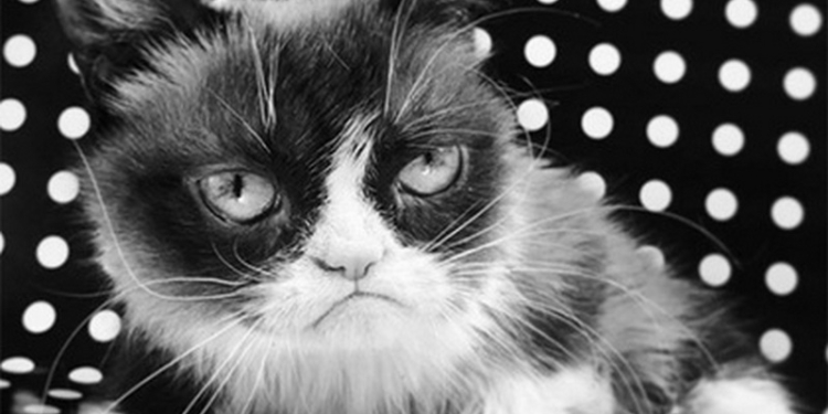 Умерла самая сердитая кошка в мире