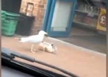 Оголодала или развлекалась? Чайка украла буханку хлеба в английском магазине (ВИДЕО)
