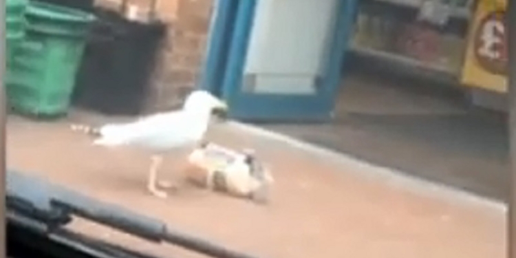 Оголодала или развлекалась? Чайка украла буханку хлеба в английском магазине (ВИДЕО)
