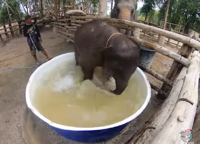 Какой должна быть ванна для слоненка? (ВИДЕО) 1