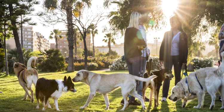 В Испании домашних животных больше, чем детей до 15 лет. И там по фекалиям собак определяют, чей хозяин их не убрал