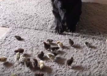 Не съел и не затоптал: настоящее испытание для овчарки – знакомство с птенцами перепела (ВИДЕО)