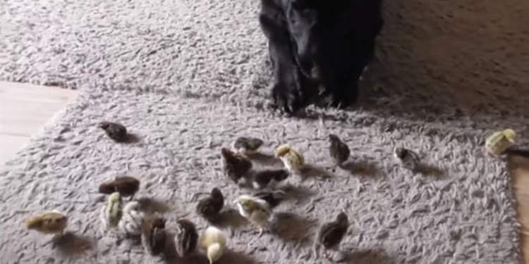 Не съел и не затоптал: настоящее испытание для овчарки – знакомство с птенцами перепела (ВИДЕО)