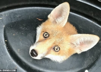 В Лондоне крышка мусорного ведра «взяла в плен» молодую лисицу (ФОТО)