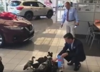 Маме-утке удалось посадить на шею свой выводок сотрудникам автосалона Nissan (ВИДЕО)