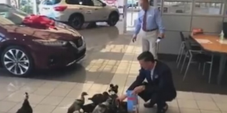 Маме-утке удалось посадить на шею свой выводок сотрудникам автосалона Nissan (ВИДЕО)