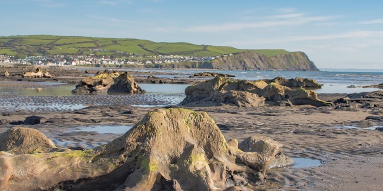 Ураган “Ханна” на западном побережье Уэльса «откопал» доисторический лес (ФОТО)
