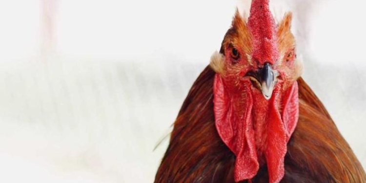 Чтобы не было судебных исков: кукареканье петухов, мычание коров, звон колоколов и кваканье лягушек во Франции хотят внести в список культурного наследия