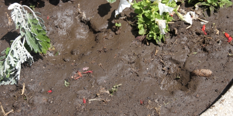 В Николаеве парочка вандалов украла цветы с клумб (ФОТО)