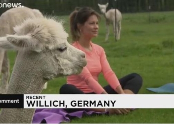 В Германии открыли школу альпака-йоги