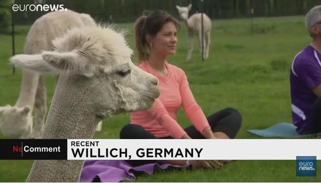 В Германии открыли школу альпака-йоги 1