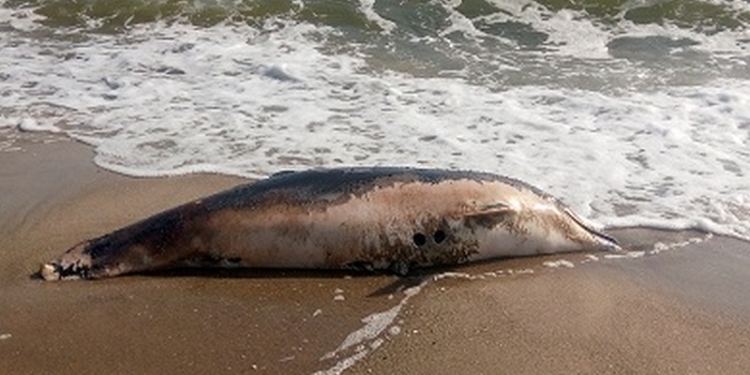На центральный пляж Очакова выбросило мертвого дельфина (ФОТО)