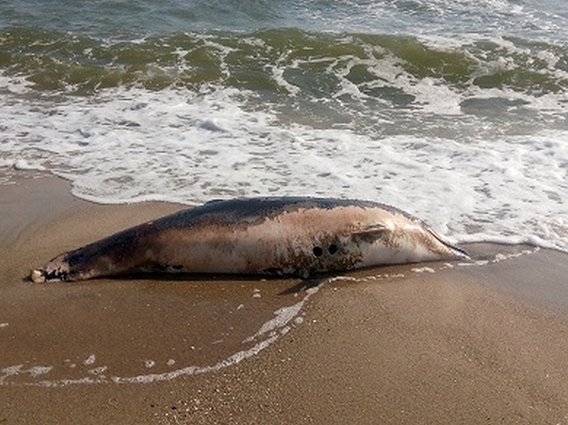 На центральный пляж Очакова выбросило мертвого дельфина (ФОТО) 1