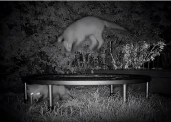 Как дети: в Британии пару трехмесячных лисят «застукали» скачущими на уличном батуте (ВИДЕО)