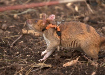 Швейцарская неправительственная организация тренирует крыс-саперов