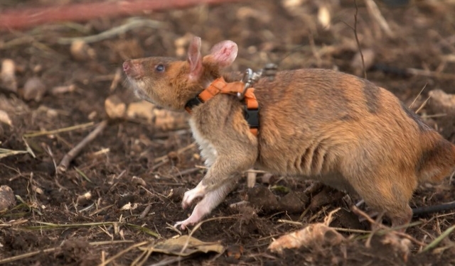 Швейцарская неправительственная организация тренирует крыс-саперов