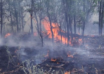 Спасатели ликвидировали на Николаевщине лесной пожар
